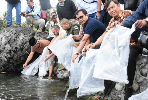 PT Semen Padang Lepas 7.000 Ekor Ikan Bilih Hasil Budidaya ke Habitat Aslinya Danau Singkarak