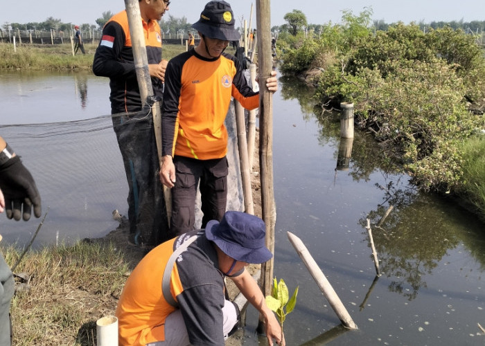 BPBD Kabupaten Tegal Dukung Aksi Tanam Mangrove 