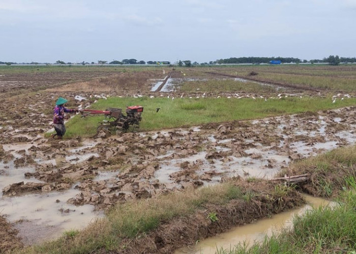 Pupuk Subsidi di Kecamatan Suradadi Kabupaten Tegal Isunya Dijual Rp450.000 per Kuintal, Kenapa?