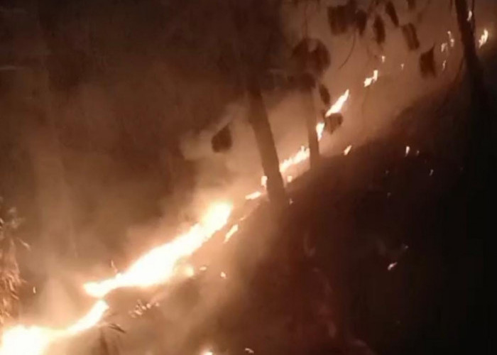 Hutan Pinus Guci Tegal Membara, Asap Hitam Selimuti Permukiman Warga