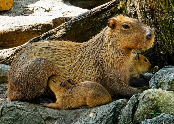 Diam-Diam Beranak Dua, Kapibara Semarang Zoo Buktikan Sukses Adaptasi Satwa Kiriman Ragunan
