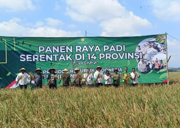 Gudang Bulog Batang-Pekalongan Penuh, Petani Kembali Jual Gabah ke Tengkulak?