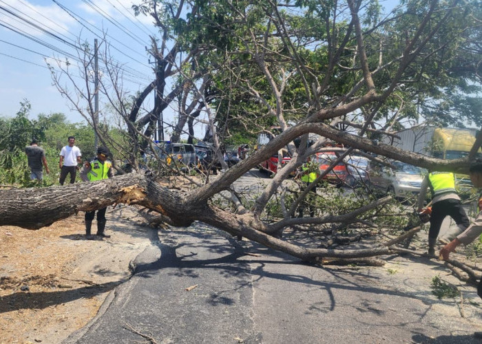 Pohon Trembesi Tumbang Tutup Jalan Pantura Pati–Juwana, Lalu Lintas Sempat Lumpuh