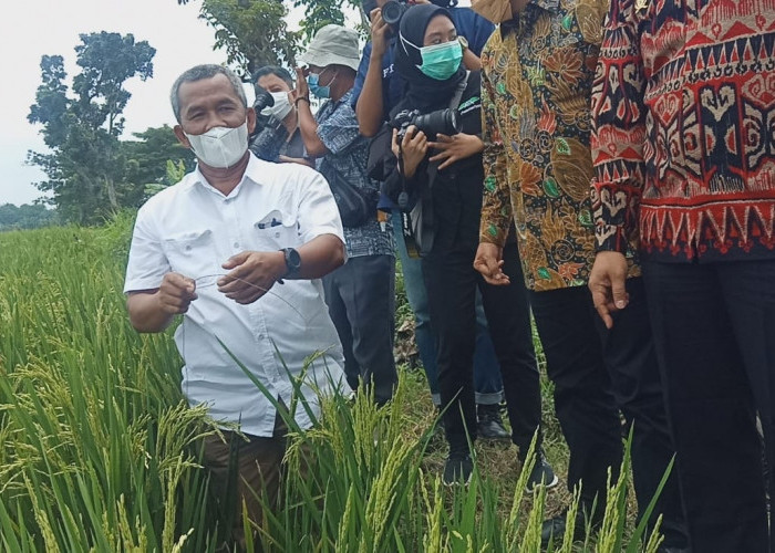 Penyerapan Gabah Oleh Bulog, Petani Sragen Minta Tak Ada Syarat