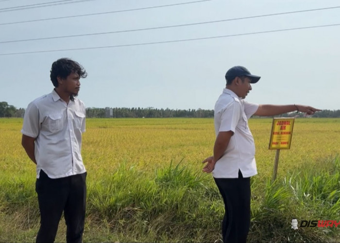 Kemarau Panjang, 30 Hektare Sawah di Guyangan Purworejo Tetap Ditanami Padi