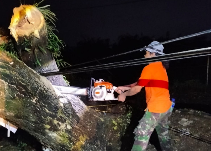 Angin Lesus Mengamuk di Kudus, Puluhan Rumah Rusak dan 38 Pohon Tumbang