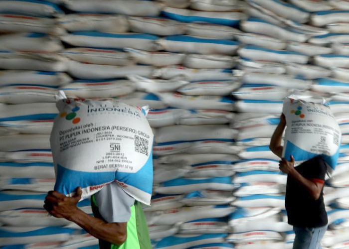 Pupuk Subsidi di Tegal Ngebut Diserap, 15.993 Ton Ludes dalam 4 Bulan