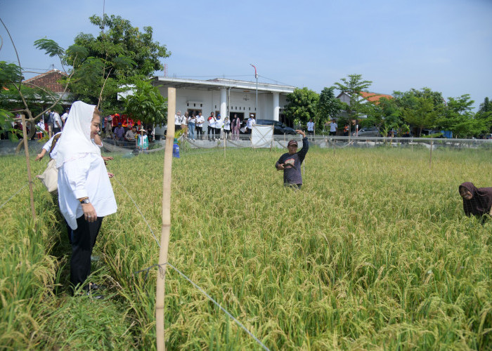 Inovasi Padi Biosalin Pemkot Semarang: 