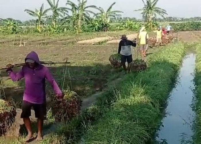 600 Hektar Tanaman Bawang di Brebes Terendam Banjir, Petani Rugi Ratusan Miliar 