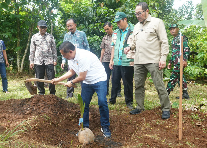 Bupati Sudewo Obral Ribuan Bibit Kelapa di Cluwak Pati, Tujuannya Apa Sih? 