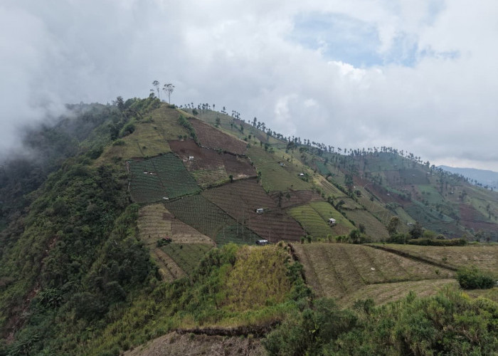 Hutan Rusak Hingga 49 Hektare Picu Banjir Bandang Guci, Warga Tegal Desak Selamatkan Lereng Slamet