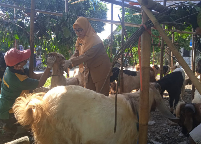 Jelang Iduladha 2026, Dispaperta Batang Sisir Lapak Hewan Kurban Pinggir Jalan