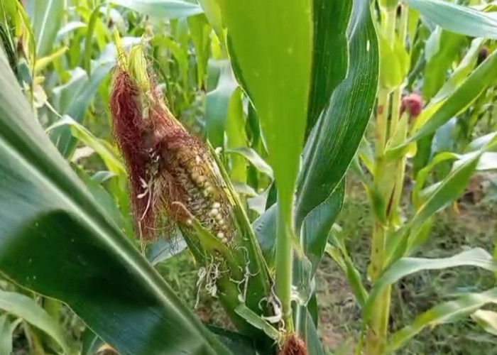 Ancaman Gagal Panen, Jagung 2 Hektar di Rembang Diserang Hama Tikus