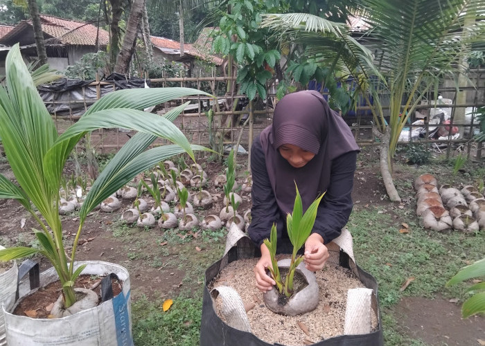 Kejar Musim Tanam, Pembenih Kelapa Genjah Entog di Kebumen Tancap Gas Siapkan Ratusan Bibit