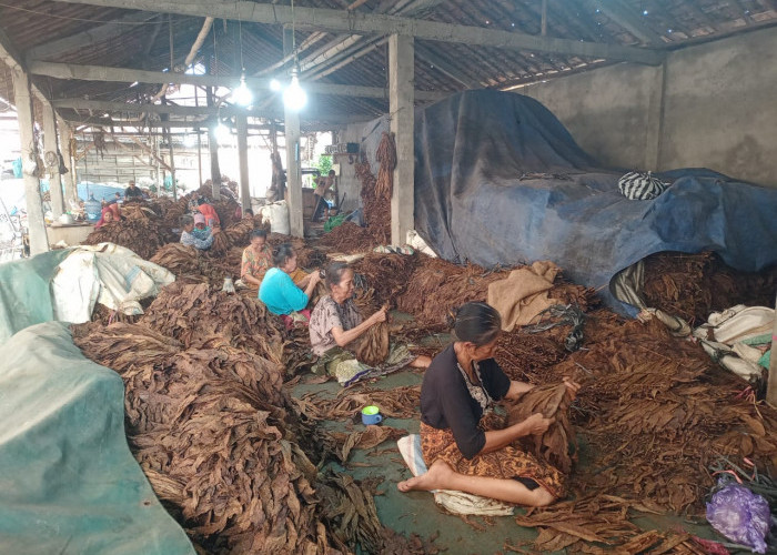 Harga Tembakau di Blora dan Rembang Turun Drastis, Petani Ungkap Penyebabnya