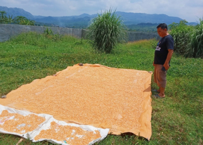 Harga Jagung di Kabupaten Pemalang Anjlok