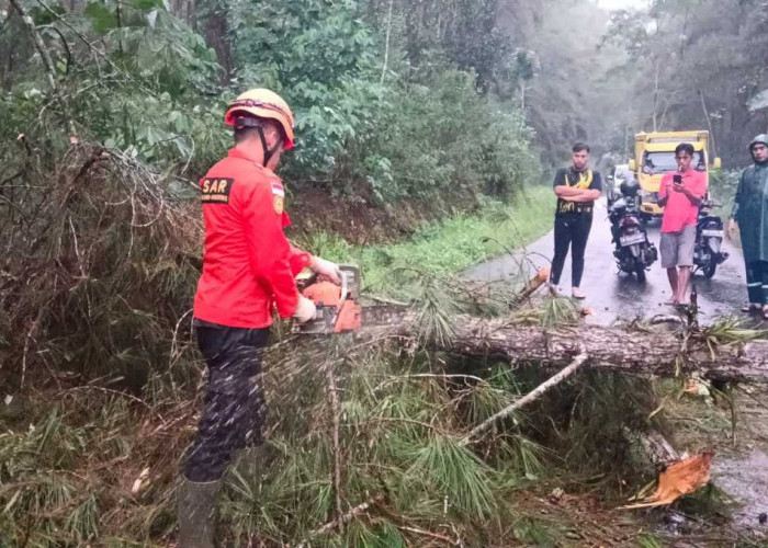 Pohon Tumbang Tutup Total Jalan Kabupaten di Kaliwiro, Lalu Lintas Sempat Lumpuh