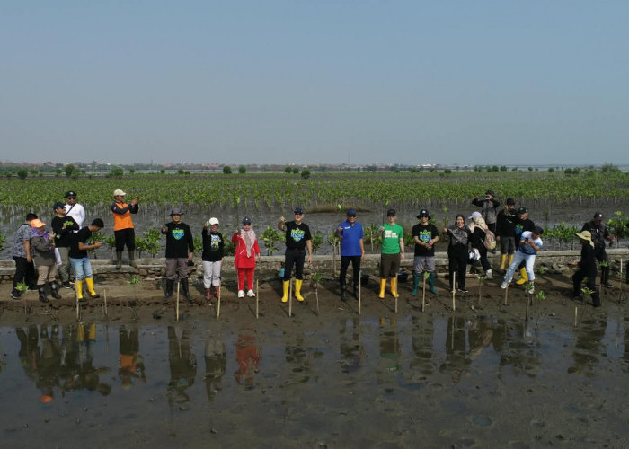 Setahun Mageri Segoro, Bhimasena Power Tanam 17.300 Mangrove, Tantangan Berikutnya?