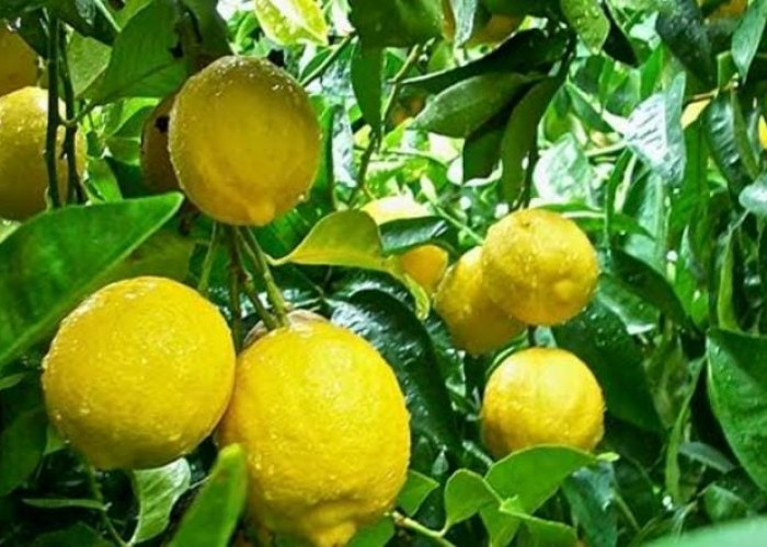 Beginilah Panduan Lengkap Menanam Buah Lemon