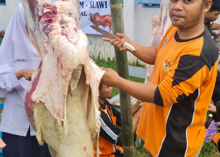 SMP IT Luqman Al Hakim Berkurban