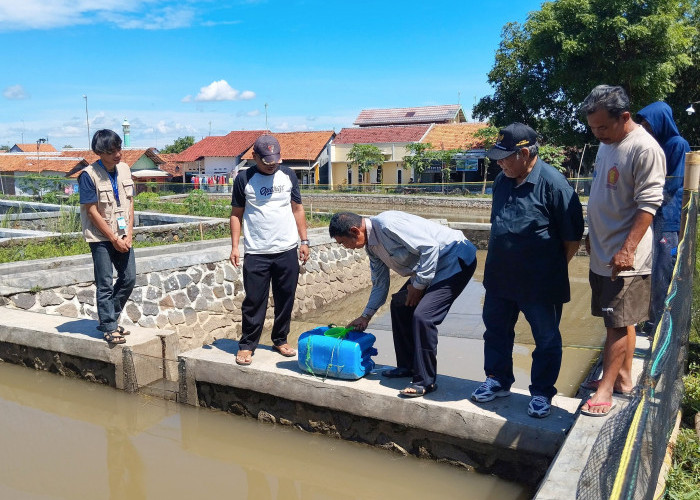 UIN Saizu Purwokerto Genjot Sektor Perikanan, Giatkan Budidaya Ikan Lele di Kabupaten Tegal