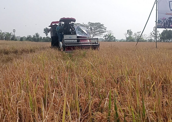 Periode Januari - Agustus 2026, Produksi Padi di Klaten Capai 267.381 Ton Gabah Kering Giling
