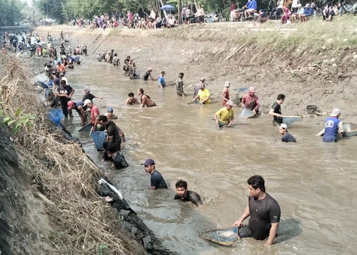 Tradisi Gogoh Ikan di Irigasi Silekor Purworejo Diserbu Ratusan Warga, Tangkap Sidat hingga Lele