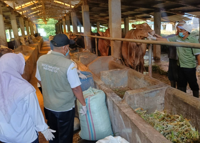 Lesunya Idul Adha 1446 H, Jumlah Penjualan Hewan Kurban di Batang Anjlok