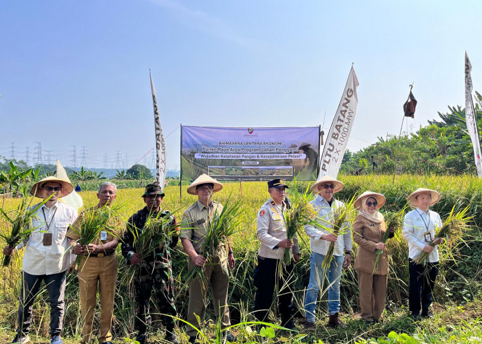 BPI Gelar Panen Raya di Lahan Pengganti PLTU Batang, Hasilkan 4,5 Ton Gabah