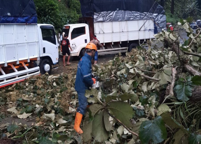 Hujan Angin Terjang Batang, 3 Warga Tewas Tertimpa Pohon hingga Tiang Listrik
