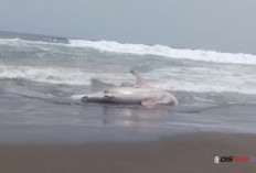 Hiu Paus Tutul Mati Terdampar di Pantai Kebumen, Panjangnya Capai 6 Meter