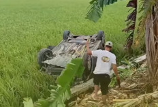 Mobil Hitam Terguling di Sawah Desa Jeketro Berhasil Dievakuasi, Begini Kondisi Korban