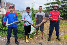 Ular Sanca Memangsa Ayam Jago Hebohkan Warga Klego Pekalongan