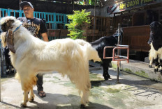 Kambing Sultan di Tegal Laris Diserbu, Tinggal Satu Ekor di Kandang