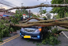 Pohon Tumbang Timpa Mobil di Tengaran, Jalur Semarang-Solo Sempat Terhenti Total