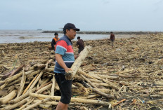 Warga di Pantai Larangan Panen Kayu Gelondongan, Jejak Banjir Bandang Guci Tegal