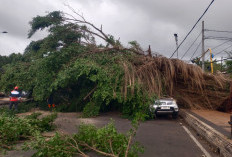 Pohon Beringin Depan Kantor Bupati Batang Tumbang, Satu Mobil Ringsek