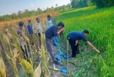 Seorang Lansia Ditemukan Tewas, Diduga Tersengat Listrik Jebakan Tikus di Sawah