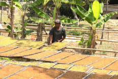 Panen Tembakau Bawa Kabar Manis bagi Petani Karanggayam, Harga Kering Tembus Rp150 Ribu