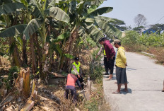Warga Pasuruhan Kidul Kudus Dikejutkan Bayi di Kebun Pisang, Polsek Jati Lakukan Penyelidikan
