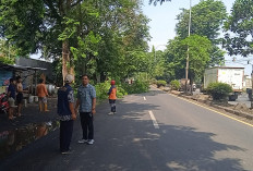 Rawan Tumbang, Kecamatan Batang Pangkas Pepohonan Rimbun di Jalur Pantura