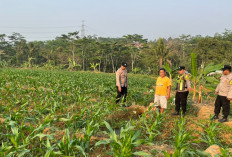 Jelang Panen, Polsek Subah Cek Lahan Jagung 3,5 Hektare di Kalimanggis