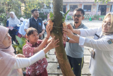 Mau Tahu 1.276 Bibit Tanaman Anggrek Hasil Rekor LEPRID di Salatiga, Kemana? 