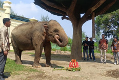 Cerita Kartini, Gajah 36 Tahun di Beach Safari Jateng Sigandu Dihadiahi Tumpeng Buah