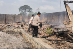 Kandang Kambing Bumdes Pamiritan Tegal Ludes Terbakar, 75 Ekor Ternak Dievakuasi Dramatis