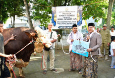Sapi Kurban Presiden Prabowo untuk Pekalongan Capai 1,1 Ton, Sukirman Ajak Warga Perkuat Solidaritas