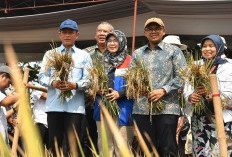 Batang Tahan Pangan, Tapi Lahan Rob Belum Selesai