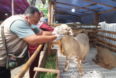 Penjualan Domba Kurban di Semarang Melejit Jelang Idul Adha 2026, Jenis Moreno Paling Diburu