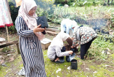 Manfaatkan  Pekarangan untuk Tanam Toga 