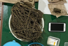 Reserse Narkoba Polres Salatiga Bekuk Kurir dan Pemasok Ganja Kering- Tembakau Gorilla Lintas Kota